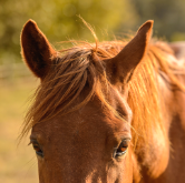Johdanto tutkimukseen