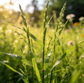 Visiomme mikrobitutkimuksesta